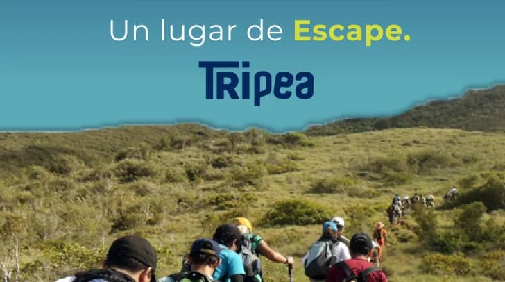 Tripea